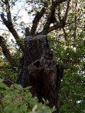 Uhu im Kirschbaum